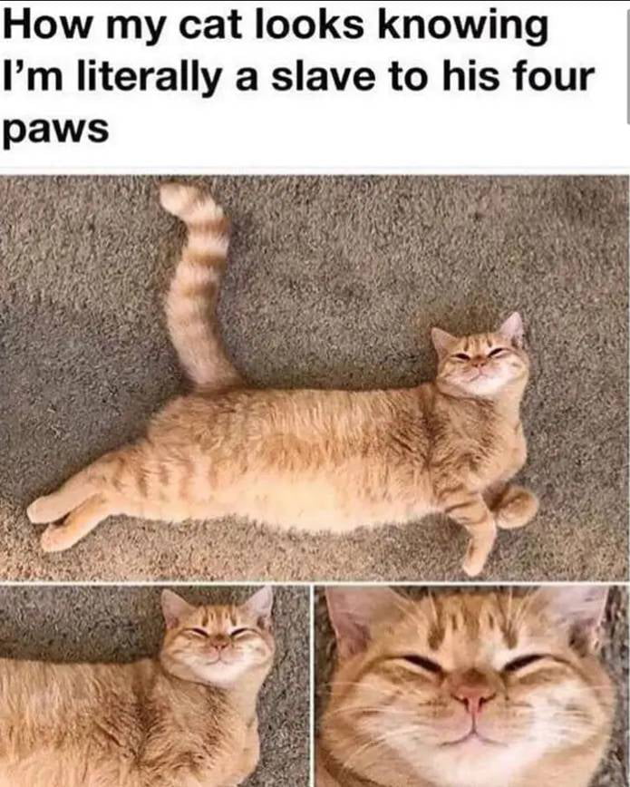 That smug look on his face. *not my cat Image