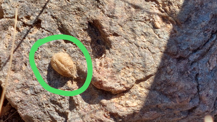 What is this? I found it on a rock in central Spain