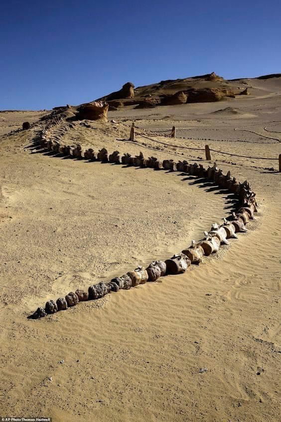 Amazing fossil of 37 million years old Whale Skeleton found 