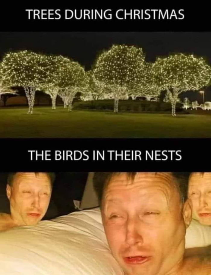 Poor Lil' Birdies
