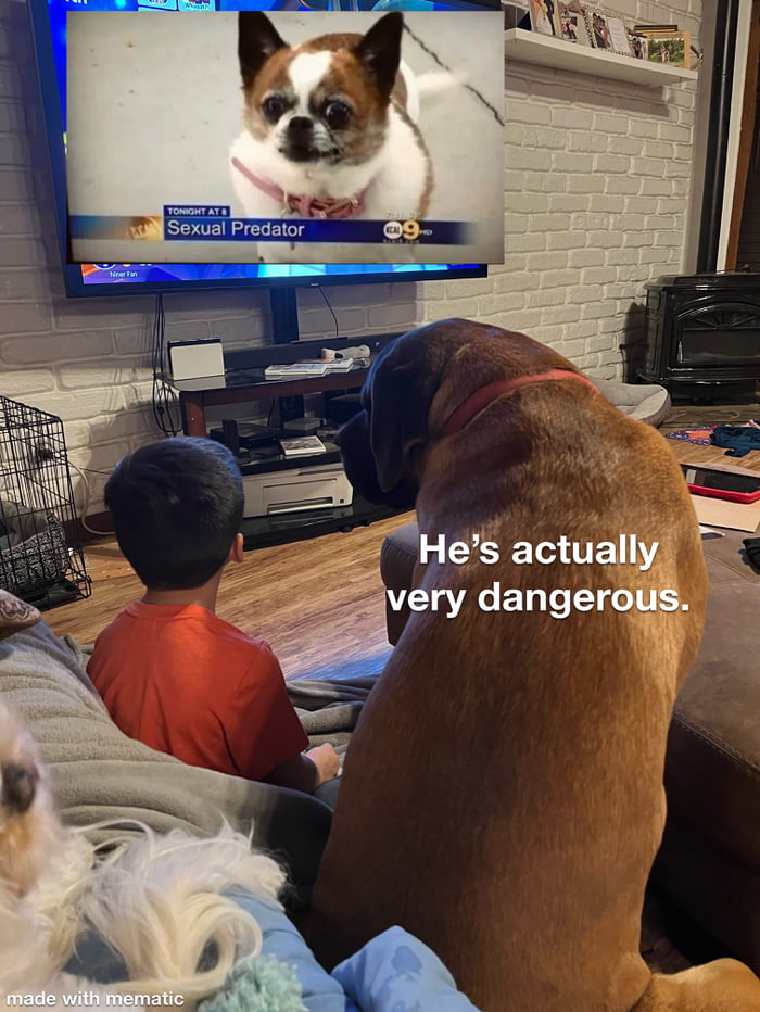 Dog news: