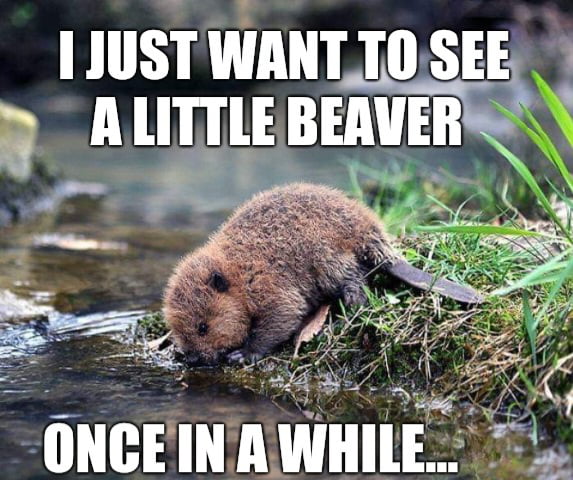 We have frog Wednesday, why not beaver Thursday?
