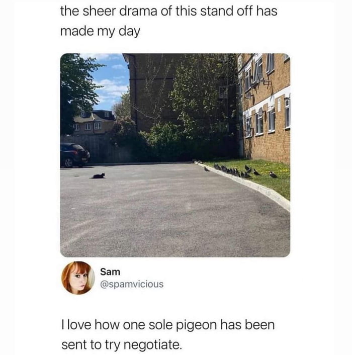 Cat, pigeon