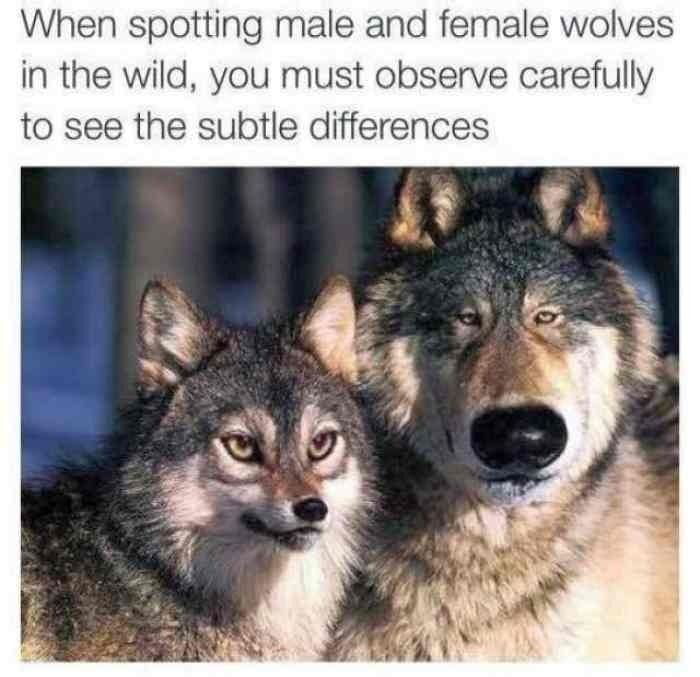 Advanced Wolf Spotting