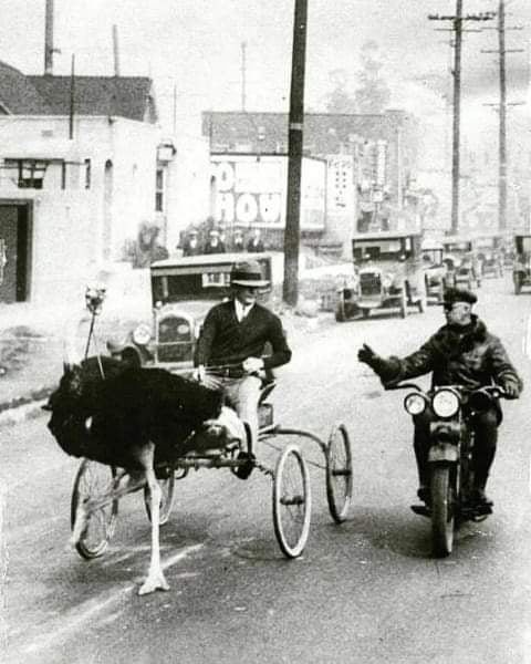 An Ostrich Carriage Being Stopped By The Police For Crossing