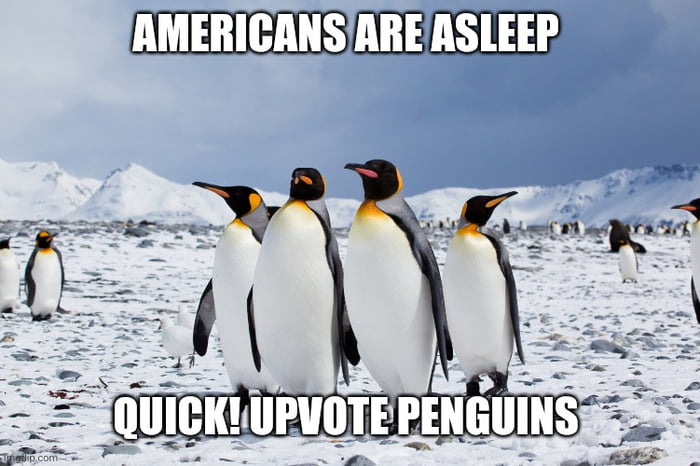 99 problems but a penguin ain't one Image