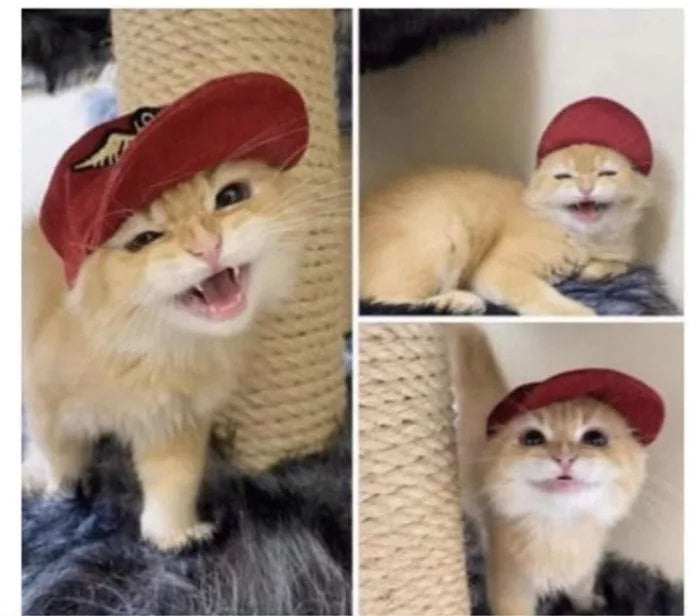 Rad Cat and his Rad Hat!