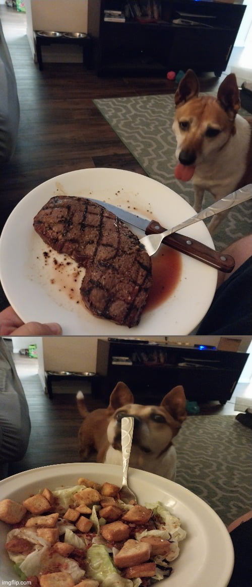 Steak or salad give doge something