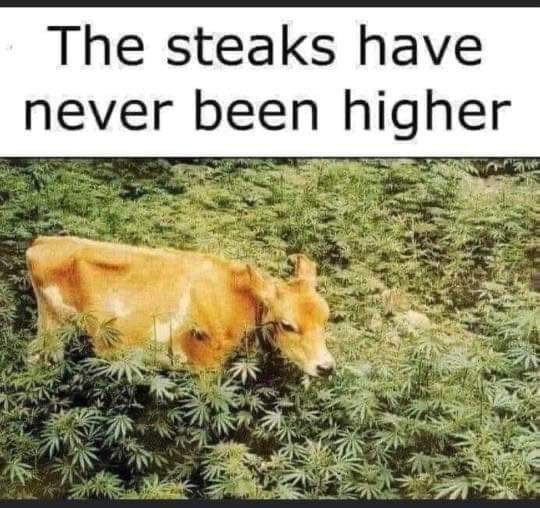 High steaks are always good