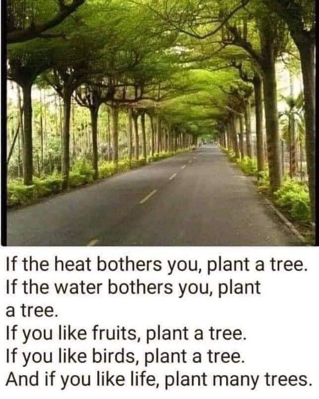 Tree is Life