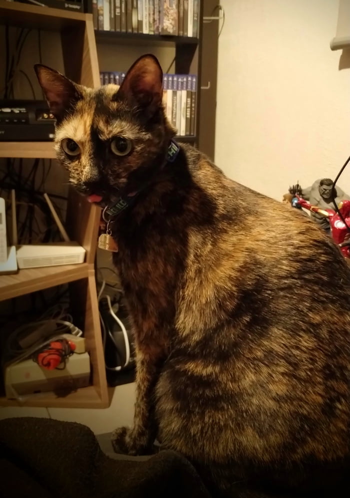 Meet Zelda the derp (cat)