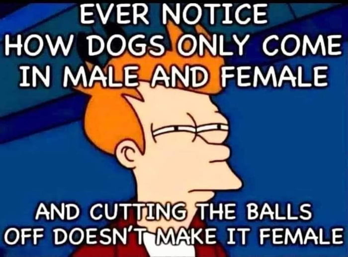 Men Female Dogs