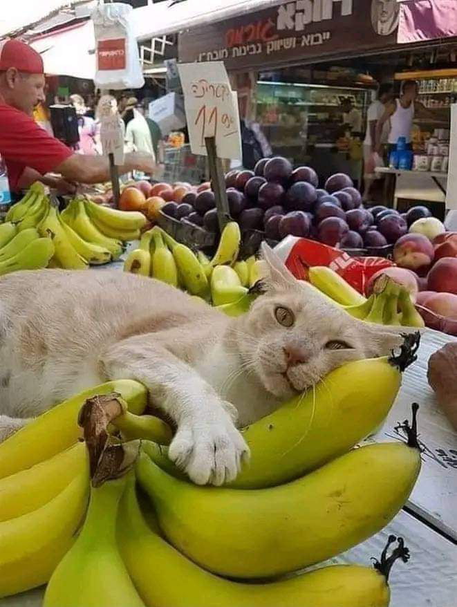 Banana is love, banana is life