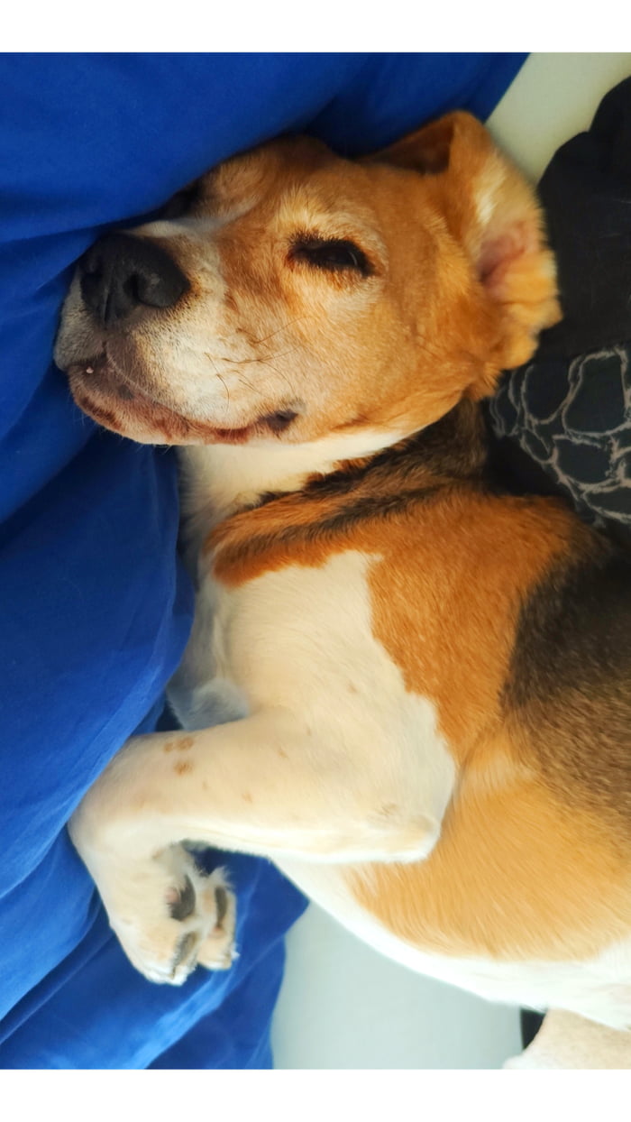 Happy Beagle dreaming happy dreams Image