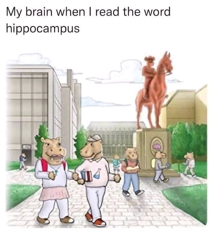 Hippocampus Image