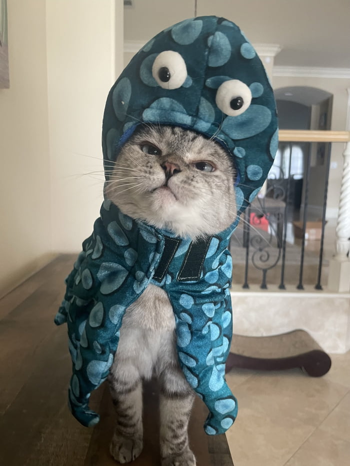 A cat that is also an octopus