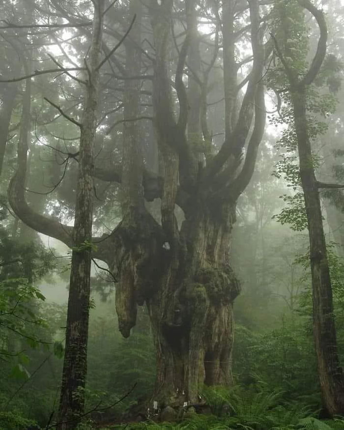An 800 year old Cedar (Oki Island, Japan)