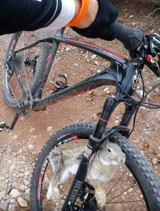 Bike has been handling a little squirrely lately - wait...is