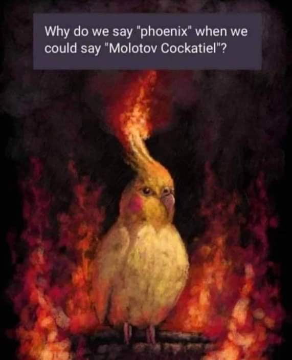 All Hail Molotov Cockatiel