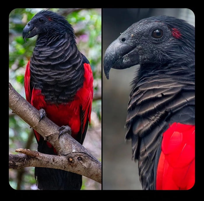 I just learned about the Dracula Parrot