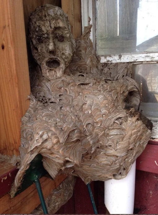 A wasp colony constructed their nest around a mask that was 