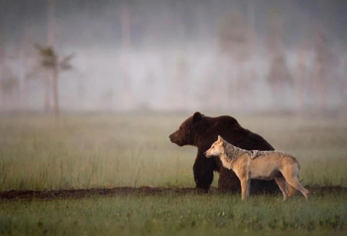 Wolf and Bear are hunting partners