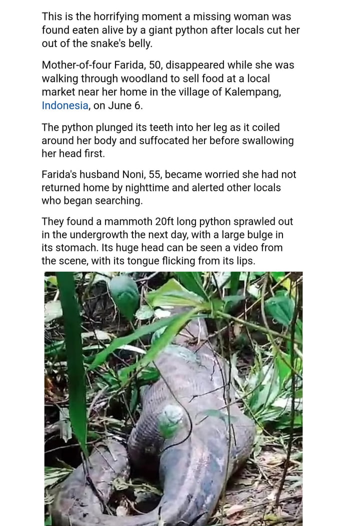 Woman is found eaten alive by giant python in Indonesia