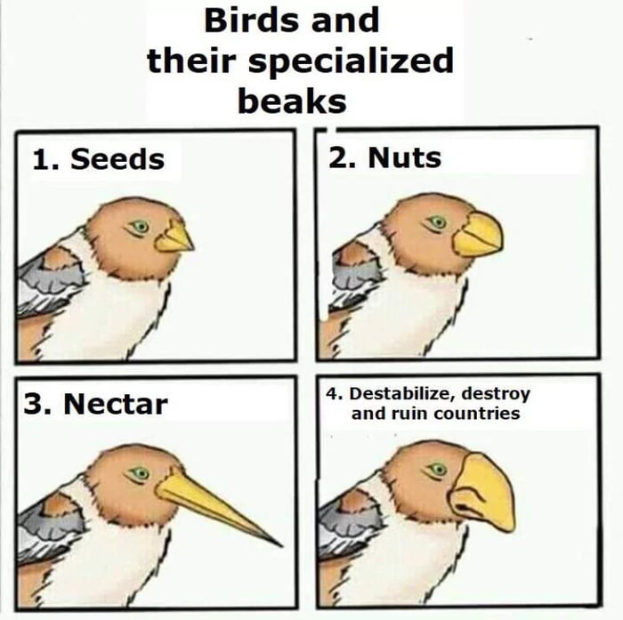 Birds