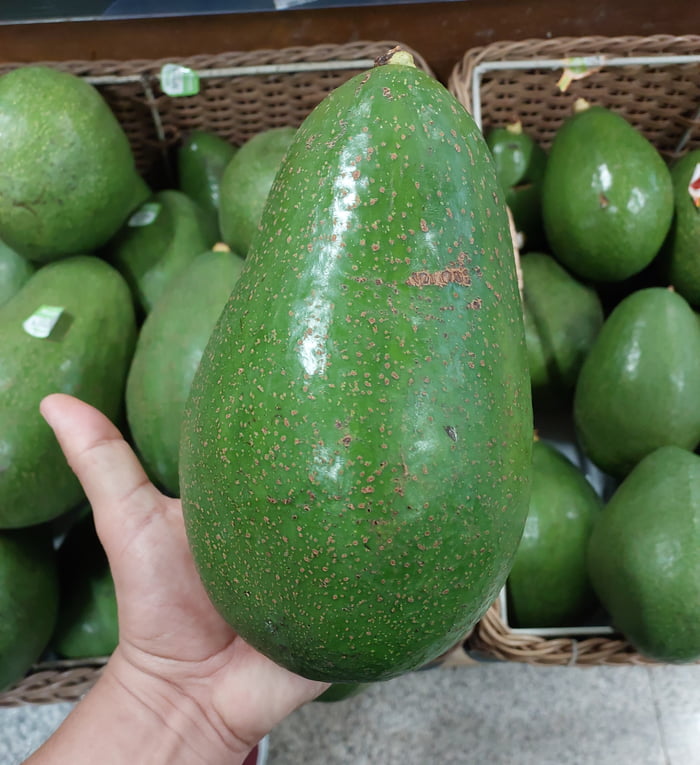 Avocado for scale Image
