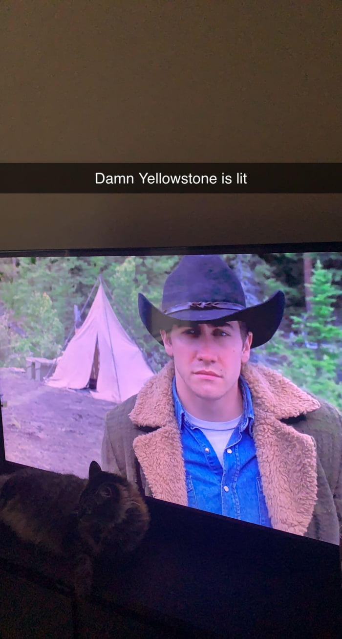 Have y'all seen Yellowstone?