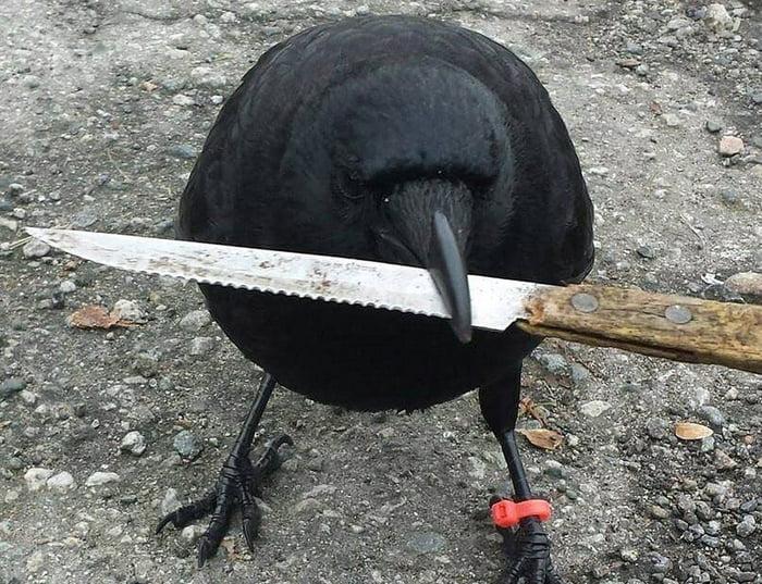 Crow with knife