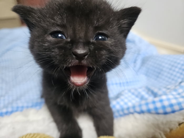 KITTEN OF THE YEAR! Tellement mignon! Say Rawrrr!