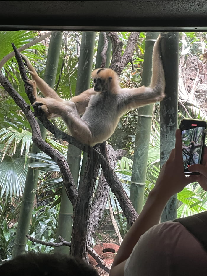 Draw Me Like One Of Your French Gibbons