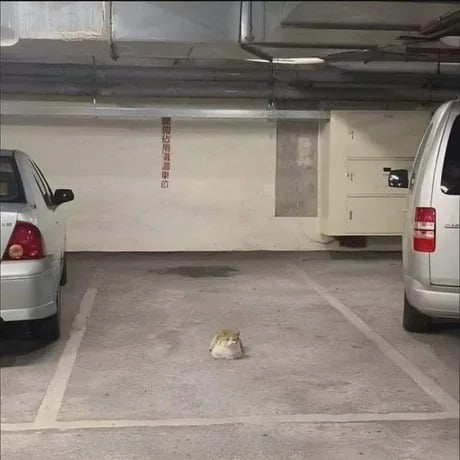 Me: Crap, the parking spot is taken***Wife: It's just a cat,