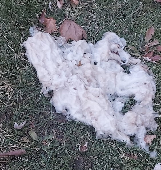 Weird shiny / rubbery white stuff on the grass near the ditc