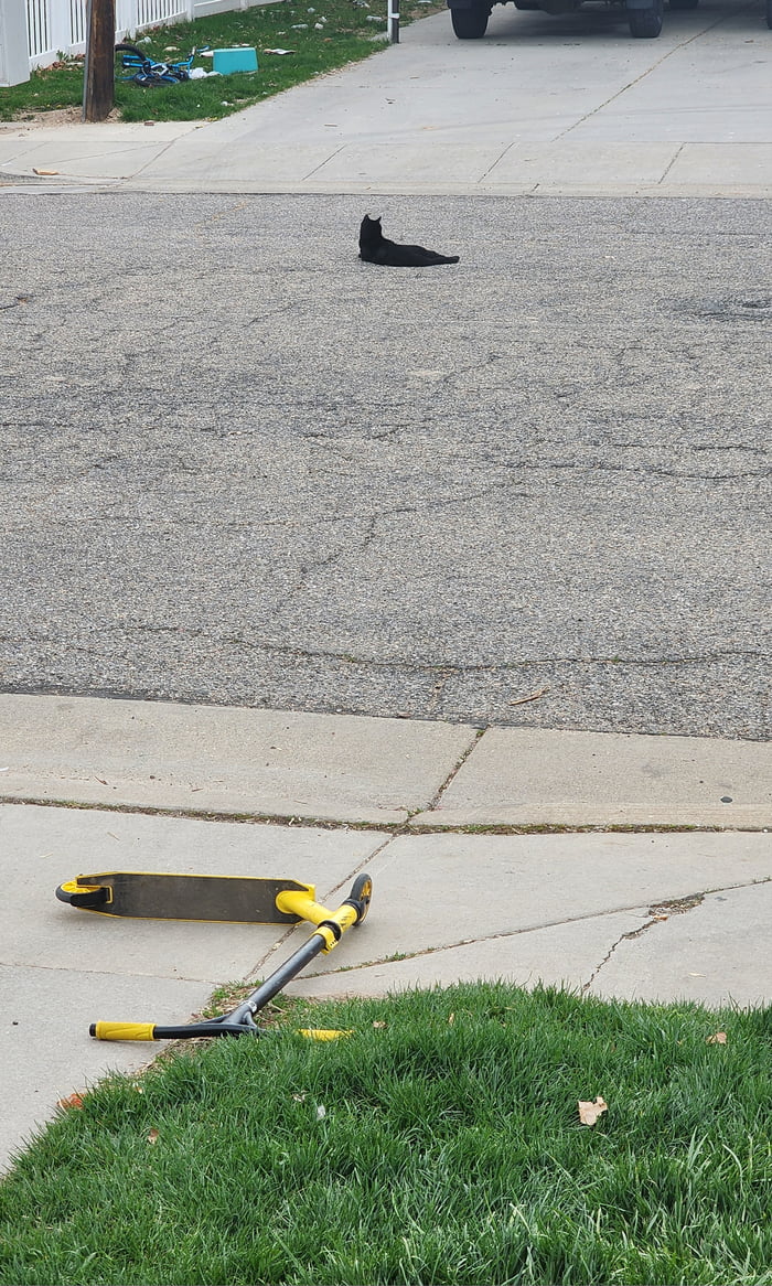 Neighbor's cat was just casually chilling in the middle of t