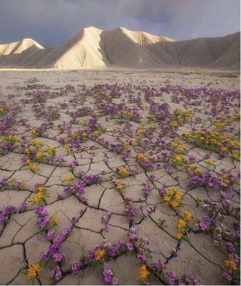 A rare desert bloom in the Atacama desert in Chile
