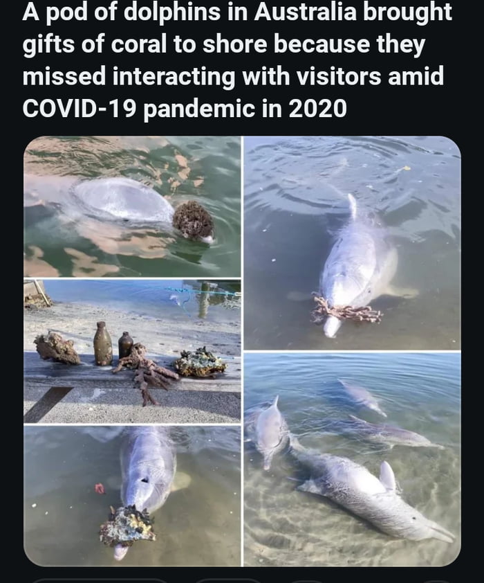 Nahhh, I think these dolphins are high off some good puffer 