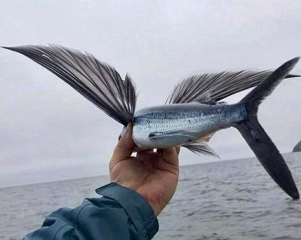 This is what a flying fish looks like