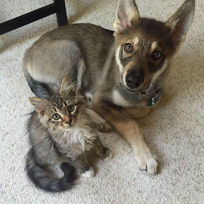 This husky chose her own kitten from the shelter to bring ho
