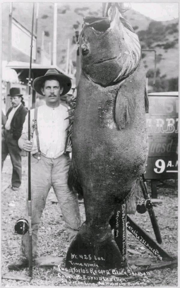 Edward Llewellen with the World's Record Black Sea Bass, whi
