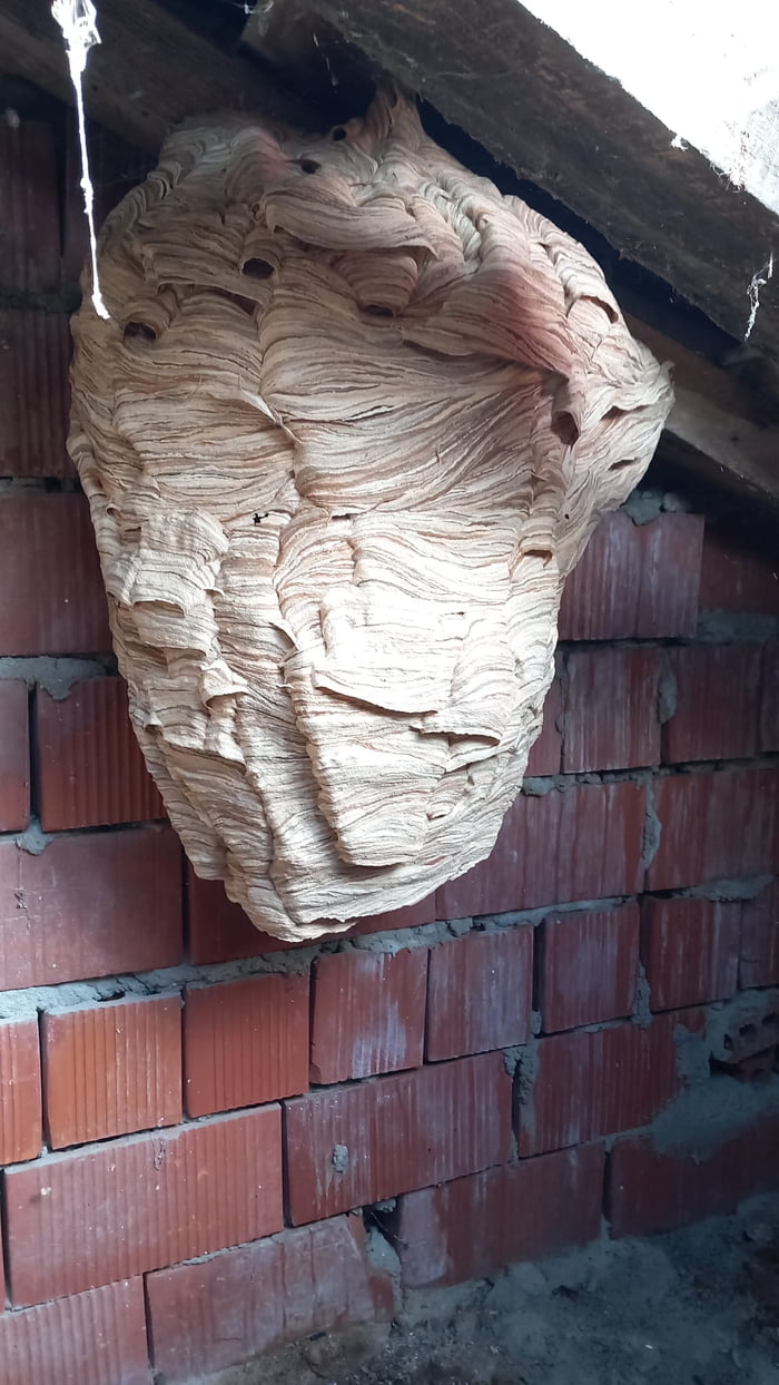 So, apparently there was a wasp nest under my rooftop. Hanz,