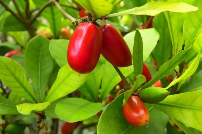 Miracle fruit is a type of berry native to tropical Africa t