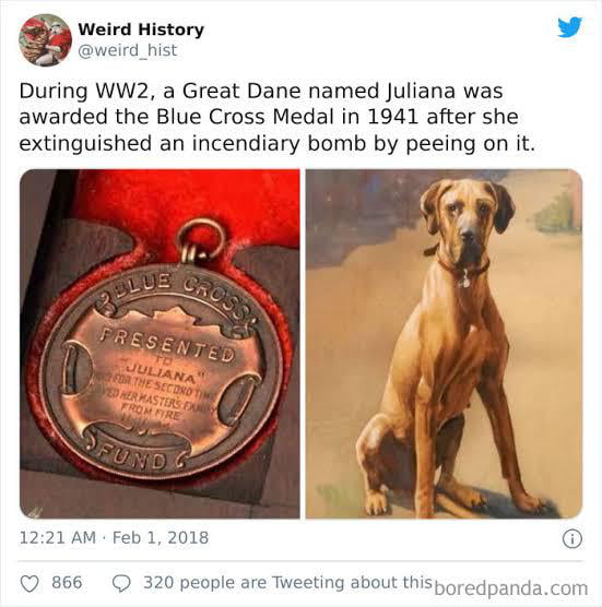 During WW2 ; A dog received a blue cross medal for extinguis