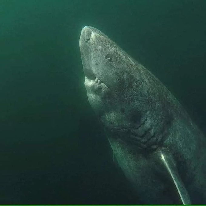 A 392 year old Greenland Shark in the Arctic Ocean, wanderin Image