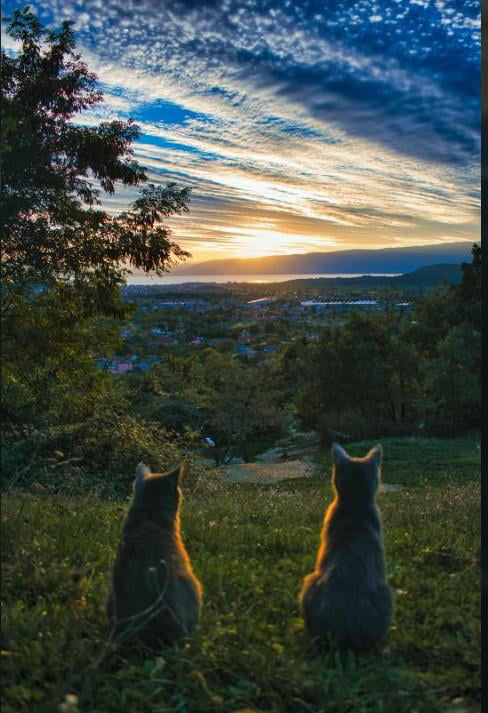 Cats seem to be enjoying this beautiful sunset.