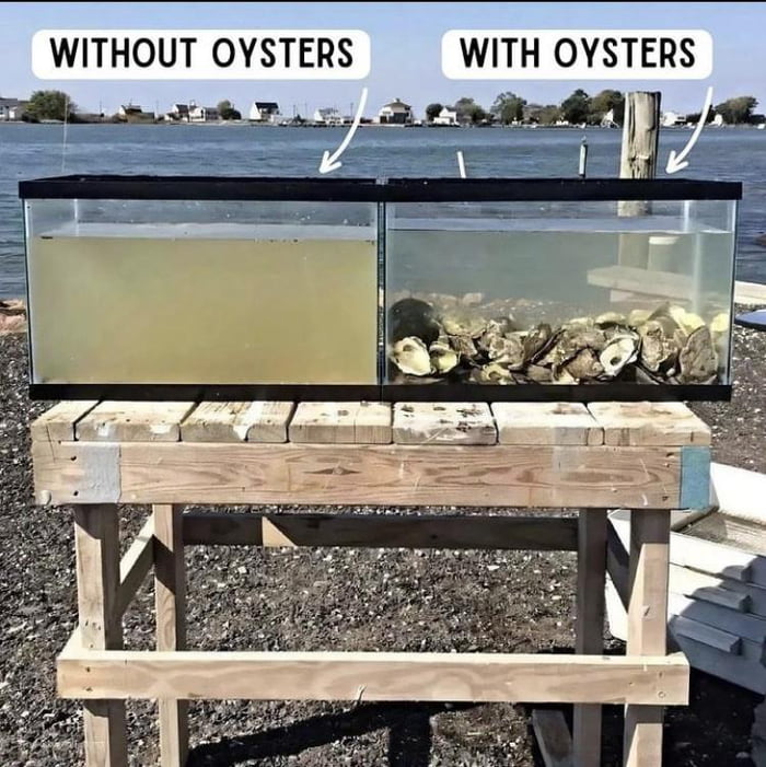 And then , people eat those f**king oysters... Image