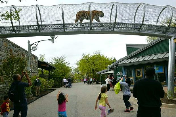 Philadelphia Zoo has an aerial catwalk for tigers.