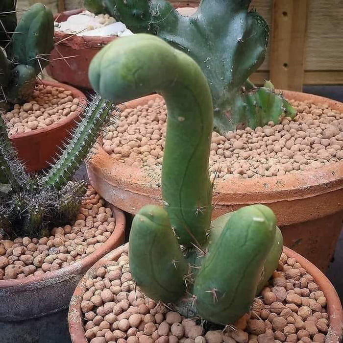 Bridgesii Monstruosus, OP's most appreciated cactus