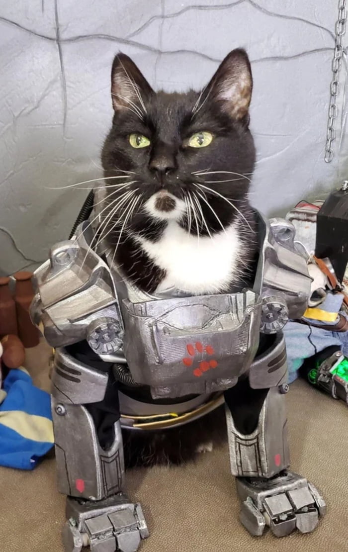 Wife showed me this... Thought my fallout & cat bros would a Image